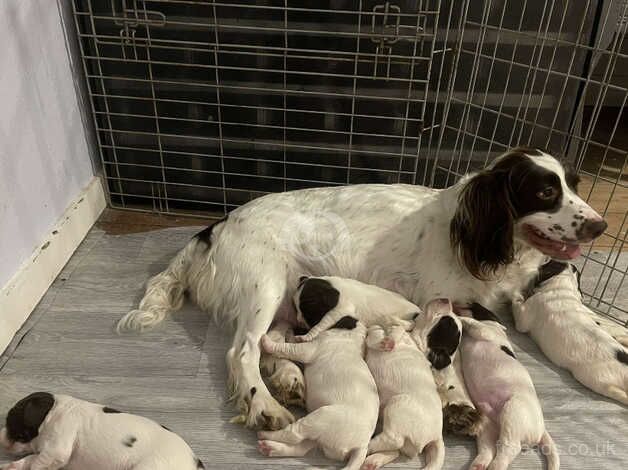 Springer pups for sale in Crewkerne, Somerset