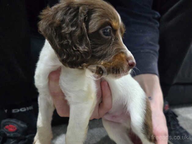 Springer spainels puppys for sale in Scunthorpe, Lincolnshire - Image 1