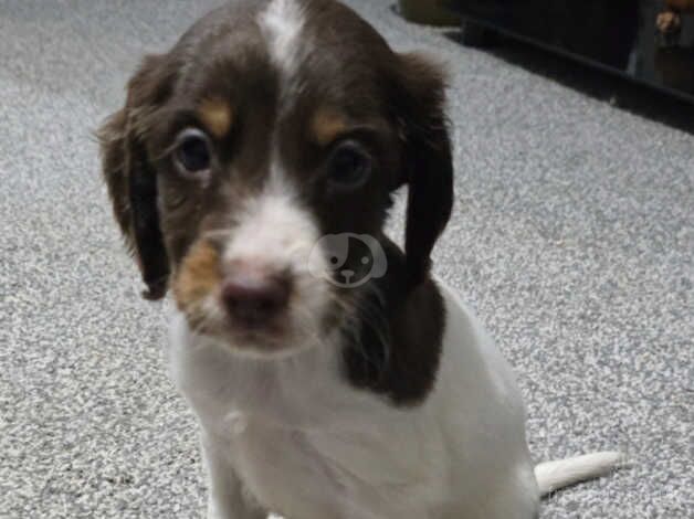 Springer spainels puppys for sale in Scunthorpe, Lincolnshire - Image 2