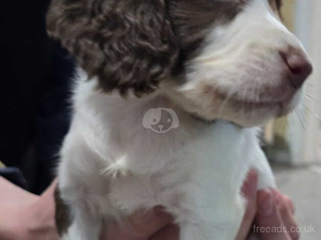 Springer spainels puppys for sale in Scunthorpe, Lincolnshire - Image 3