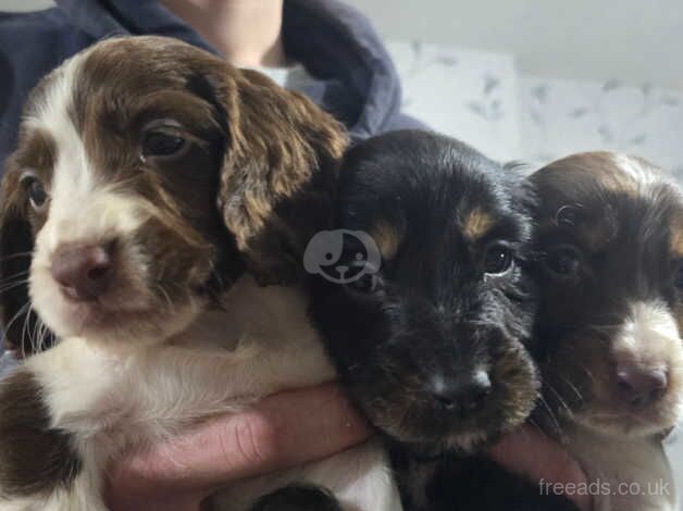 Springer spainels puppys for sale in Scunthorpe, Lincolnshire - Image 4