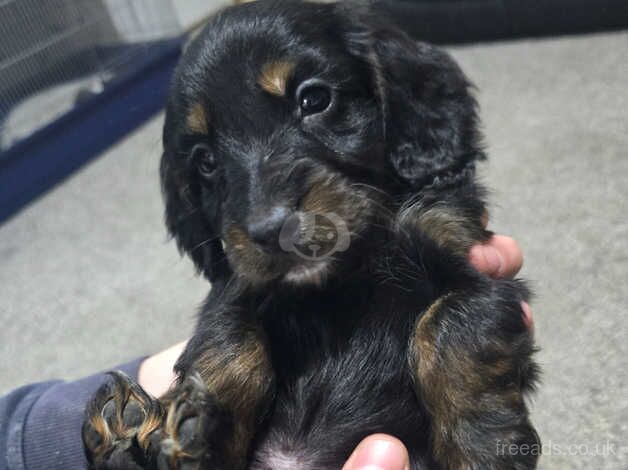 Springer spainels puppys for sale in Scunthorpe, Lincolnshire - Image 5