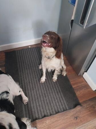 Springer Spaniel 2 Yr old for sale in Burntwood, Staffordshire