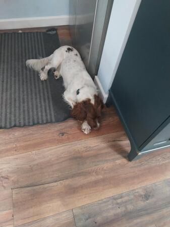 Springer Spaniel 2 Yr old for sale in Burntwood, Staffordshire - Image 2