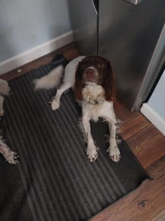 Springer Spaniel 2 Yr old for sale in Burntwood, Staffordshire - Image 4