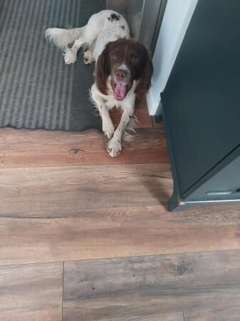 Springer Spaniel 2 Yr old for sale in Burntwood, Staffordshire - Image 5