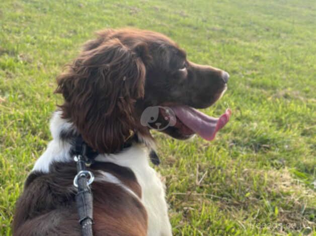 Springer spaniel bitch for sale in Milford Haven/Aberdaughleddau, Pembrokeshire