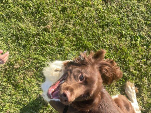 Springer spaniel bitch for sale in Milford Haven/Aberdaughleddau, Pembrokeshire - Image 2