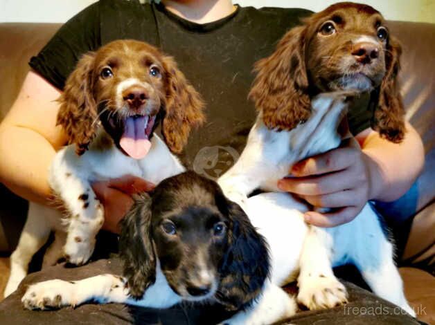 SPRINGER SPANIEL BITCH PUPPIES for sale in Melksham, Wiltshire