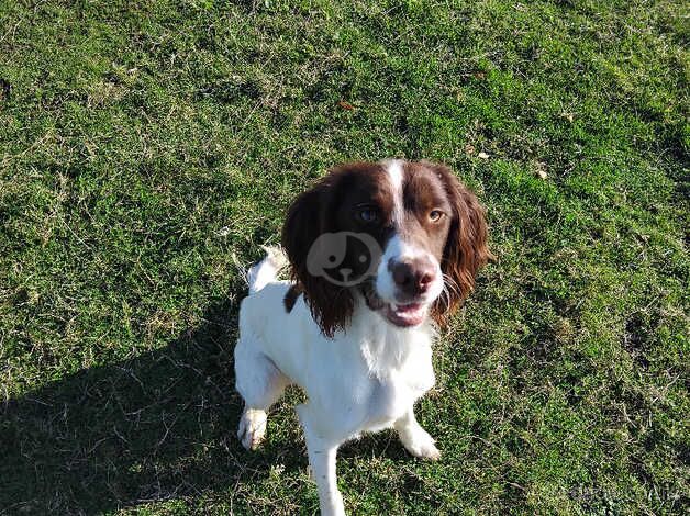 Springer spaniel dog for sale in Gillingham, Dorset