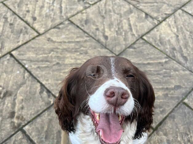 Springer Spaniel For a new loving family for sale in Aldershot, Hampshire - Image 2