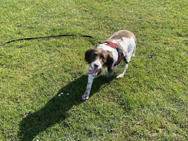 Springer Spaniel For a new loving family for sale in Aldershot, Hampshire - Image 3