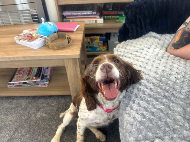 Springer Spaniel For a new loving family for sale in Aldershot, Hampshire