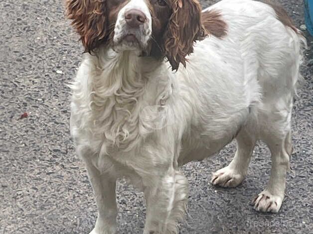 Springer spaniel for sale in Enniskillen, Fermanagh