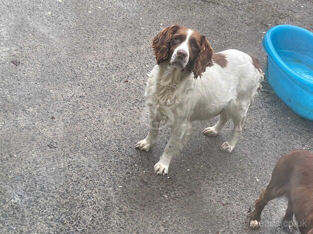 Springer spaniel for sale in Enniskillen, Fermanagh - Image 2