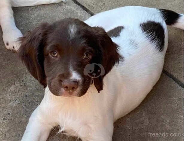 Springer spaniel girl.pup for sale in Bristol