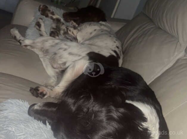 Springer spaniel for sale in Bromyard, Herefordshire