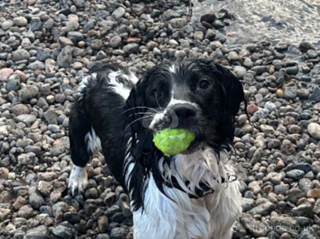 Springer Spaniel for sale in Carlisle, Cumbria