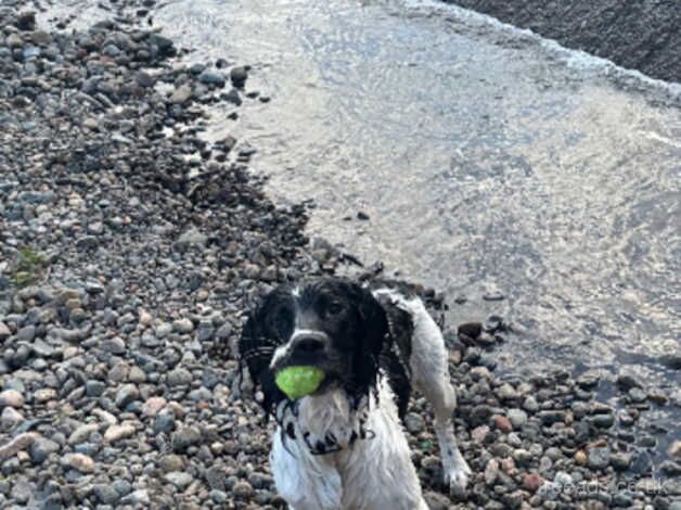 Springer Spaniel for sale in Carlisle, Cumbria - Image 2