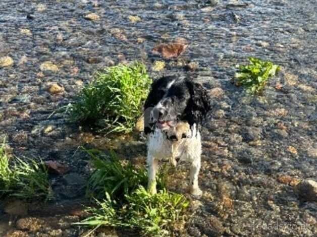 Springer Spaniel for sale in Carlisle, Cumbria - Image 3