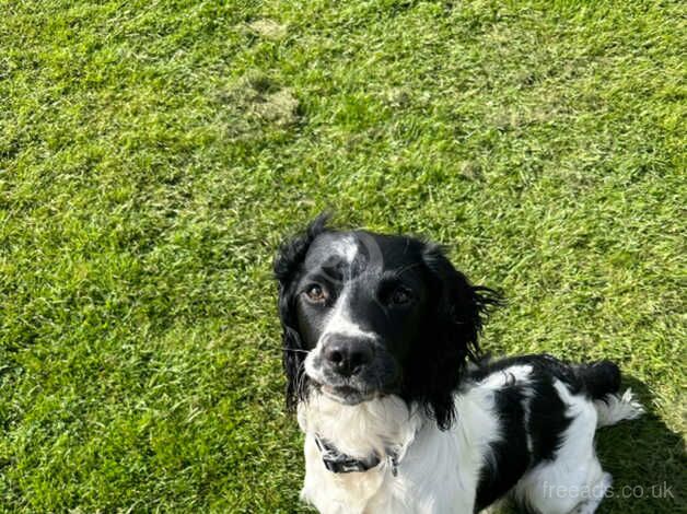 Springer Spaniel for sale in Carlisle, Cumbria - Image 4