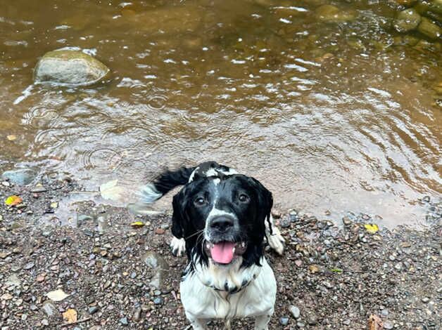 Springer Spaniel for sale in Carlisle, Cumbria - Image 5