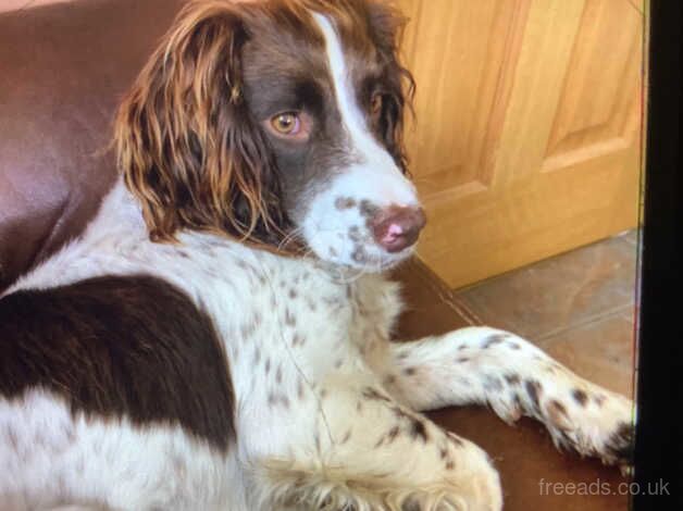 Springer spaniel for sale in Castlewellan, Down - Image 1