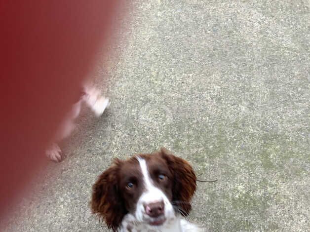 Springer spaniel for sale in Castlewellan, Down - Image 2