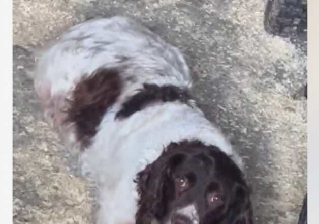 Springer spaniel for sale in Darlington, County Durham