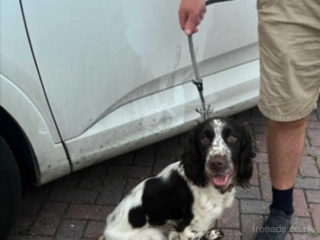 Springer Spaniel for sale in Farnham, North Yorkshire