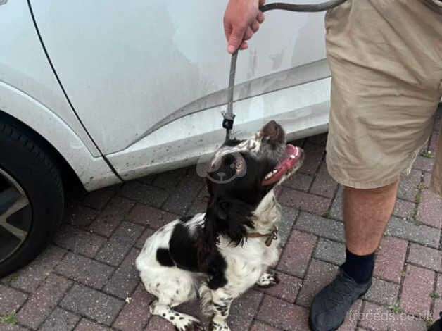 Springer Spaniel for sale in Farnham, North Yorkshire - Image 2