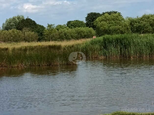 Springer spaniel for sale in Great Yarmouth, Norfolk - Image 1