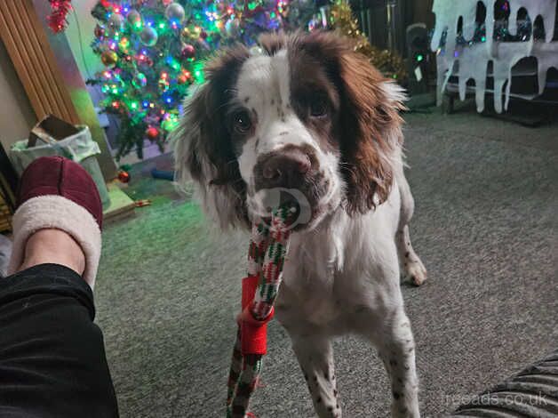 Springer spaniel for sale in Bishop's Hull, Somerset - Image 2