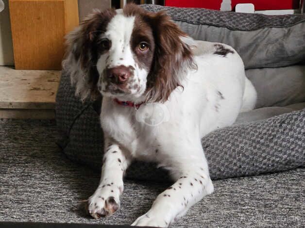 Springer spaniel for sale in Bishop's Hull, Somerset - Image 3