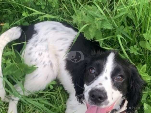 Springer spaniel for sale in Bishop's Hull, Somerset