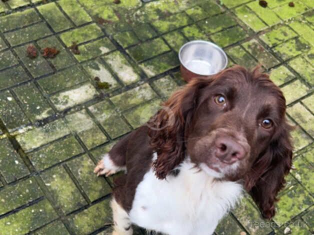 Springer spaniel for sale in Limavady, Limavady