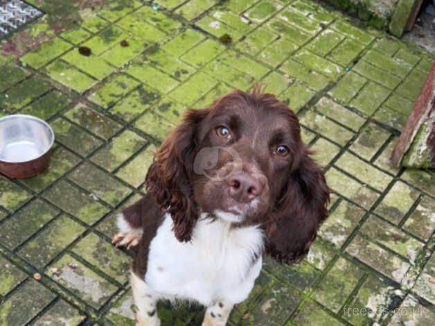 Springer spaniel for sale in Limavady, Limavady - Image 2