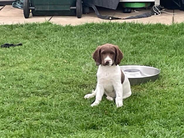 Springer spaniel for sale in Mablethorpe, Lincolnshire