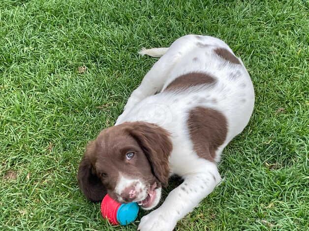 Springer spaniel for sale in Mablethorpe, Lincolnshire - Image 2