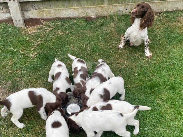 Springer spaniel for sale in Mablethorpe, Lincolnshire - Image 3