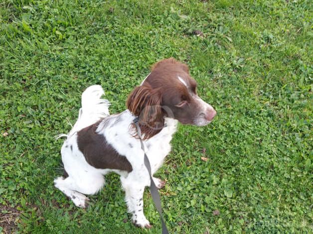 Springer Spaniel for sale in Romford, Havering, Greater London