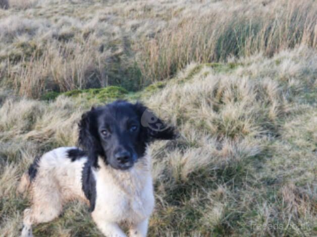 Springer spaniel for sale in Swansea