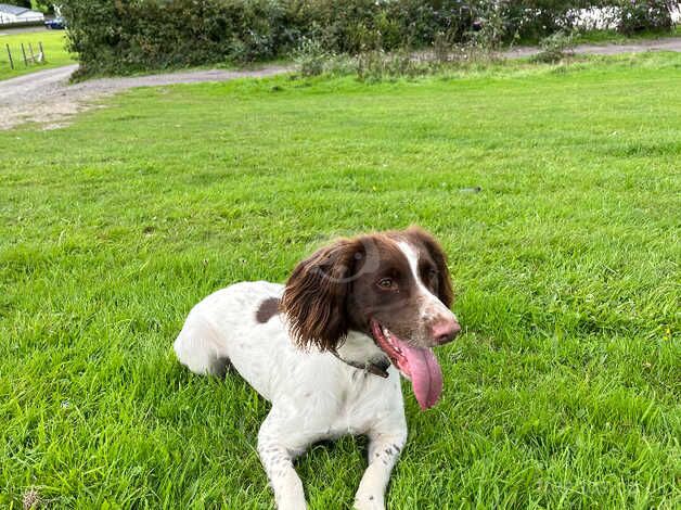 Springer spaniel for sale in Caldicot/Cil-y-Coed, Monmouthshire