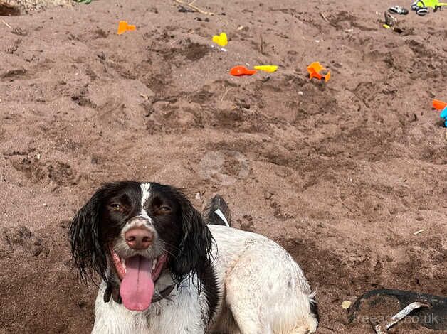 Springer spaniel for sale in Caldicot/Cil-y-Coed, Monmouthshire - Image 2