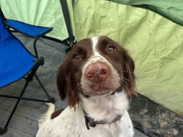 Springer spaniel for sale in Caldicot/Cil-y-Coed, Monmouthshire - Image 3