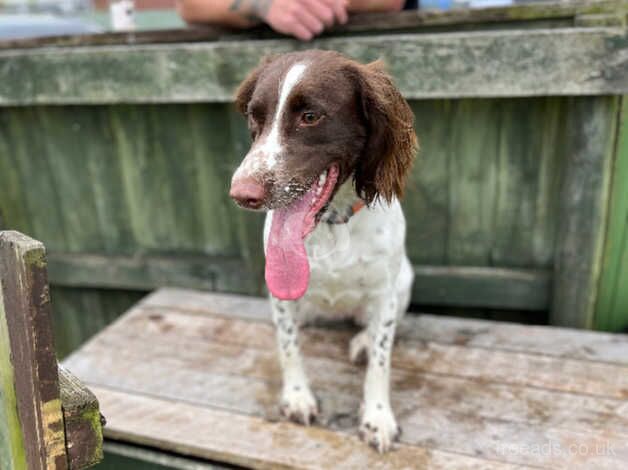 Springer spaniel for sale in Caldicot/Cil-y-Coed, Monmouthshire - Image 4