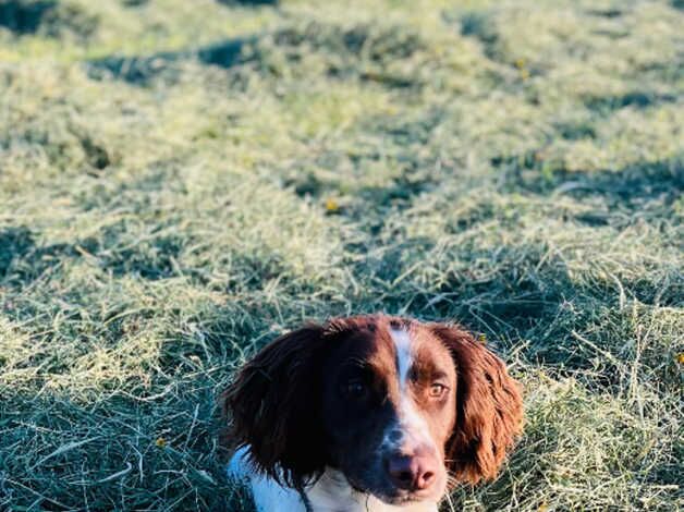 Springer spaniel for sale in Caldicot/Cil-y-Coed, Monmouthshire - Image 5