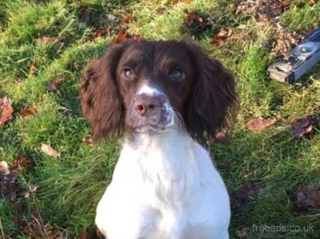 Springer spaniel for sale in Whitby, North Yorkshire - Image 1