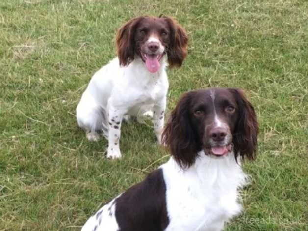 Springer spaniel for sale in Whitby, North Yorkshire - Image 2