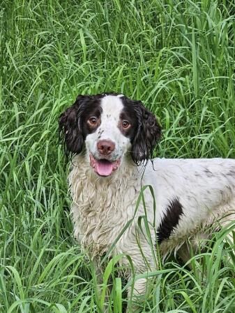 Springer spaniel kc reg 15 months old from good bloodlines for sale in Cannock, Staffordshire